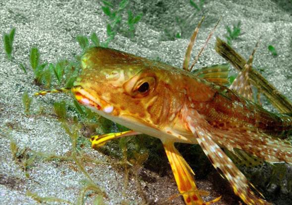 Okyanusun en garip canlıları