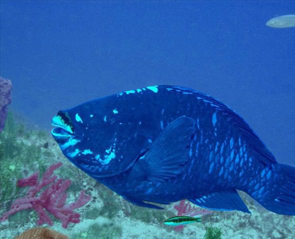 Okyanusun en garip canlıları