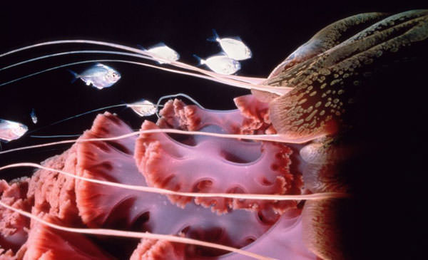 Okyanusun en garip canlıları