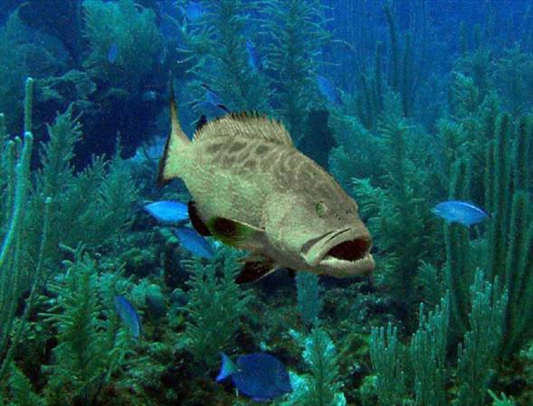 Okyanusun en garip canlıları