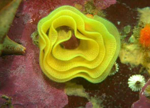 Okyanusun en garip canlıları