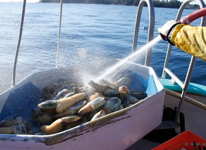 Okyanusun en garip canlıları