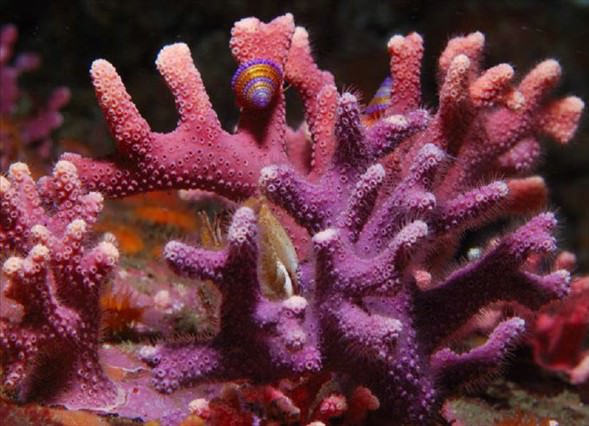 Okyanusun en garip canlıları