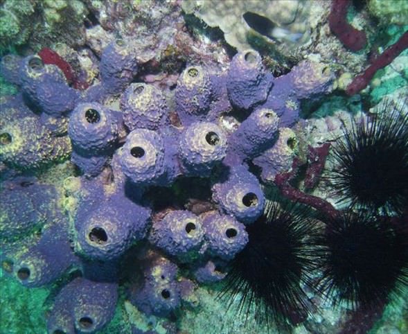 Okyanusun en garip canlıları