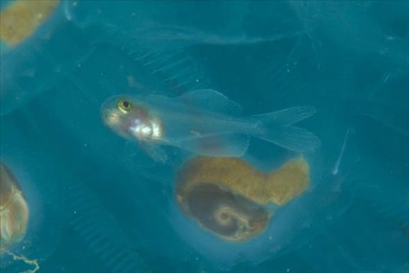 Okyanusun en garip canlıları