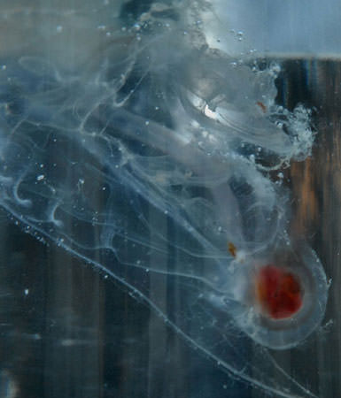 Okyanusun en garip canlıları