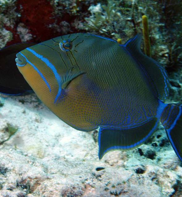 Okyanusun en garip canlıları