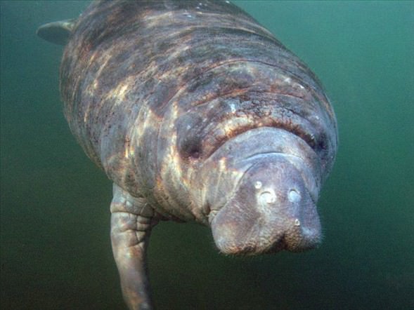 Okyanusun en garip canlıları