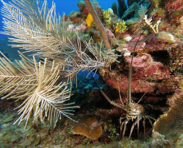 Okyanusun en garip canlıları