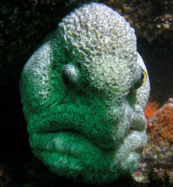 Okyanusun en garip canlıları