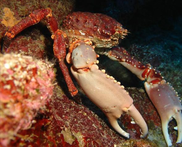 Okyanusun en garip canlıları