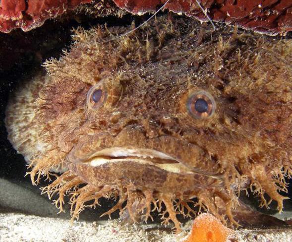 Okyanusun en garip canlıları