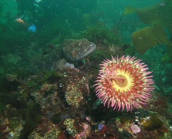 Okyanusun en garip canlıları