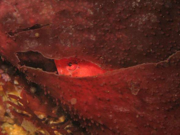 Okyanusun en garip canlıları