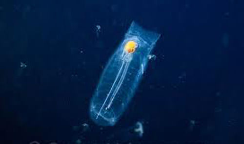 Okyanusun en garip canlıları