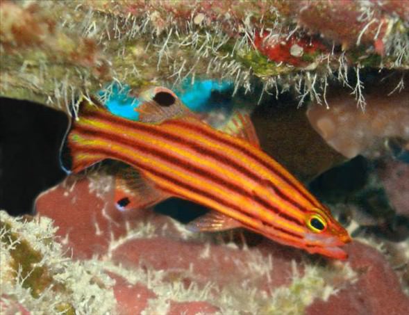 Okyanusun en garip canlıları