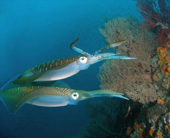Okyanusun en garip canlıları