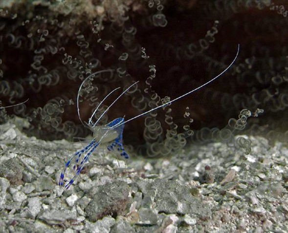 Okyanusun en garip canlıları