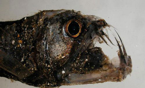 Okyanusun en garip canlıları