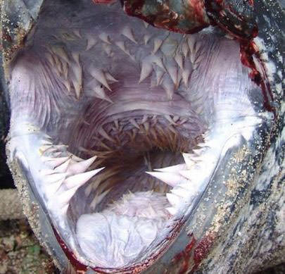 Okyanusun en garip canlıları