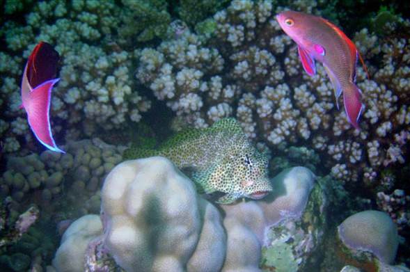 Okyanusun en garip canlıları