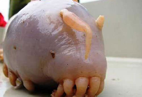 Okyanusun en garip canlıları