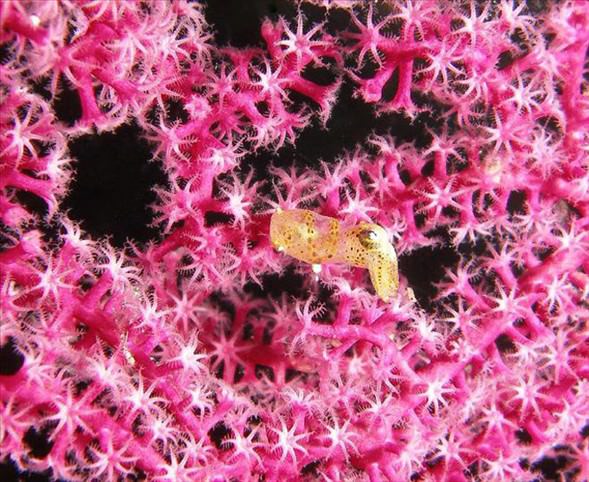 Okyanusun en garip canlıları