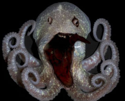 Okyanusun en garip canlıları