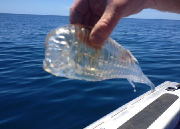 Okyanusun en garip canlıları