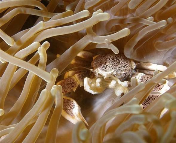 Okyanusun en garip canlıları