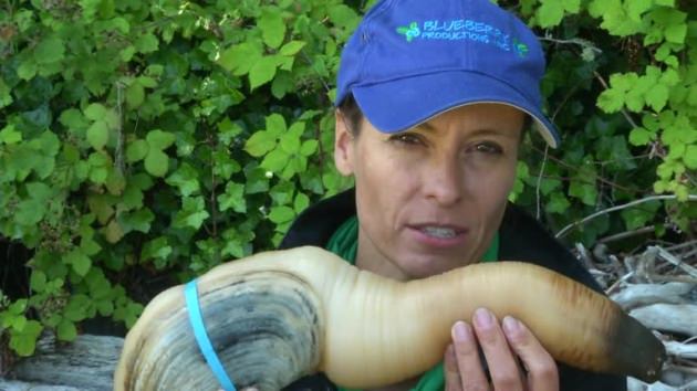 Okyanusun en garip canlıları