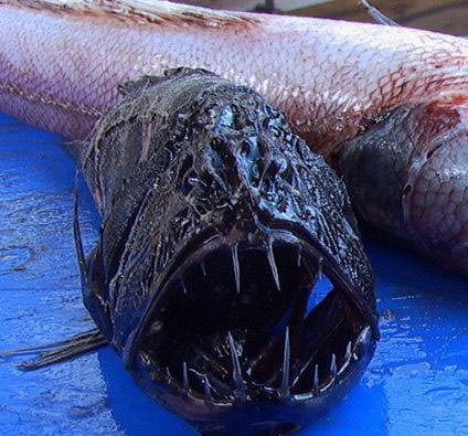 Okyanusun en garip canlıları