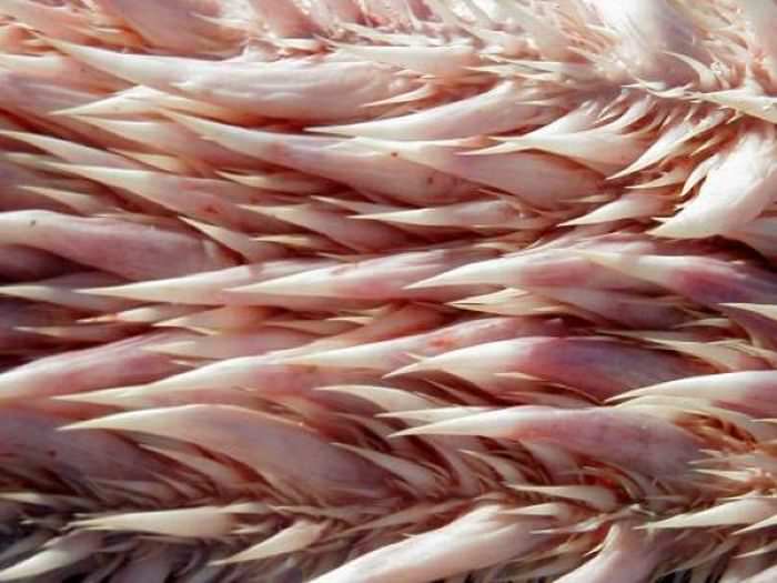 Okyanusun en garip canlıları