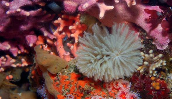 Okyanusun en garip canlıları