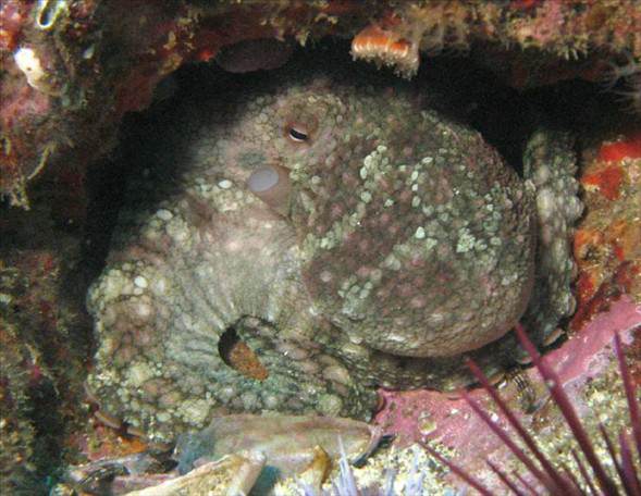 Okyanusun en garip canlıları