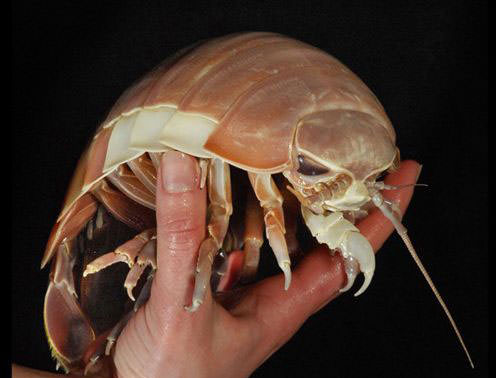 Okyanusun en garip canlıları