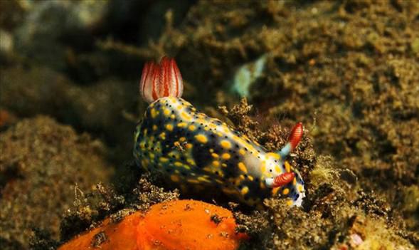 Okyanusun en garip canlıları