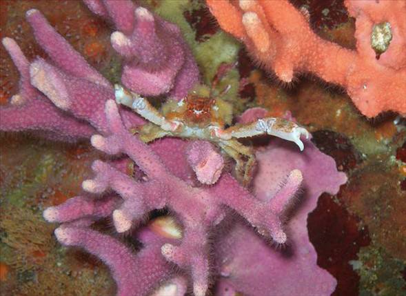 Okyanusun en garip canlıları