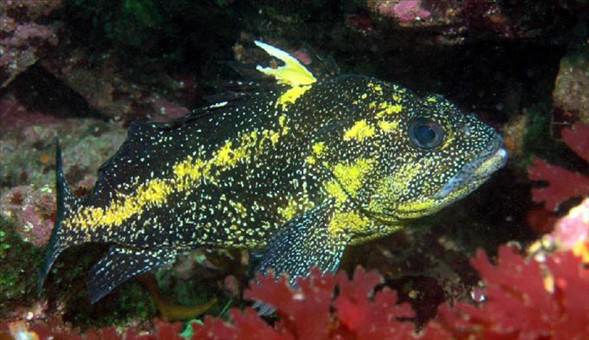 Okyanusun en garip canlıları