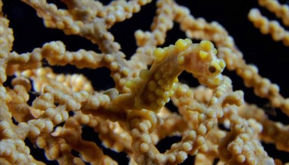 Okyanusun en garip canlıları