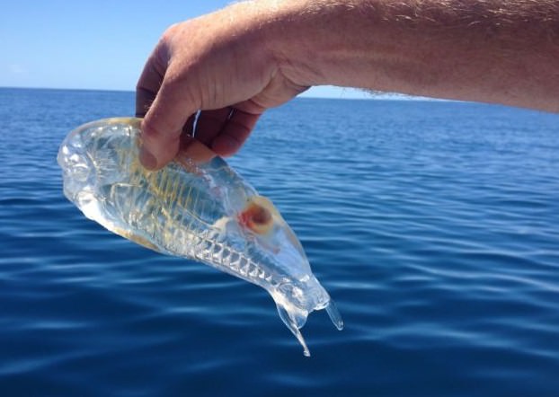 Okyanusun en garip canlıları