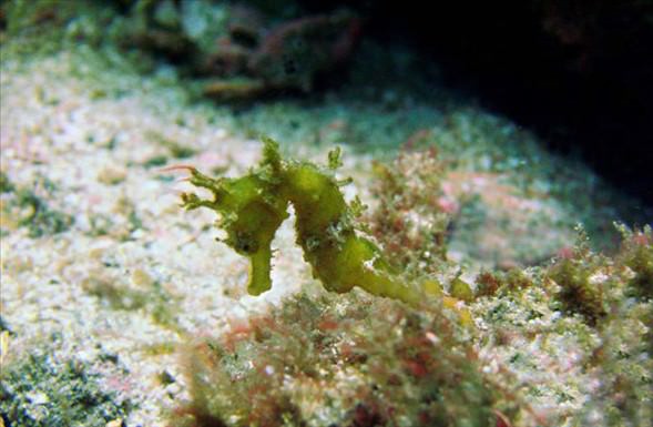 Okyanusun en garip canlıları