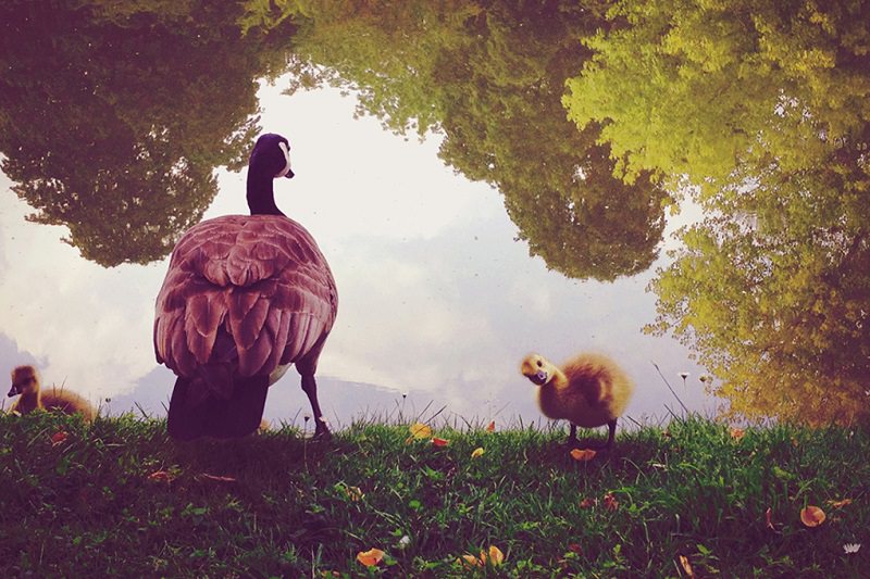 2014 iPhone fotoğraf ödülleri