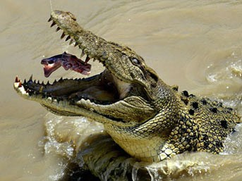 Dünyanın en ölümcül hayvanları