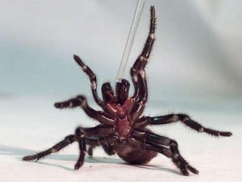 Dünyanın en ölümcül hayvanları