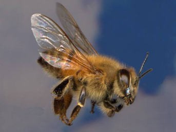 Dünyanın en ölümcül hayvanları