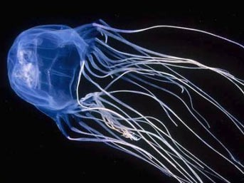 Dünyanın en ölümcül hayvanları