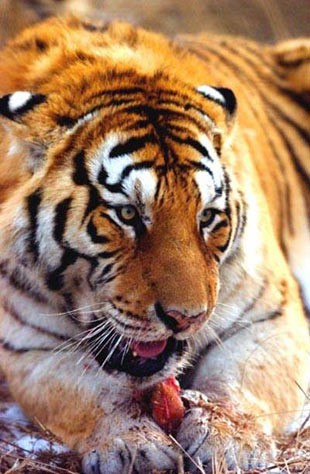 Dünyanın en ölümcül hayvanları