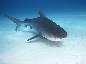 Dünyanın en ölümcül hayvanları