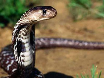 Dünyanın en ölümcül hayvanları